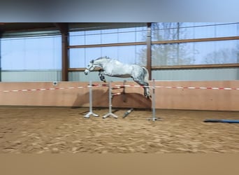 Holsteiner, Wallach, 11 Jahre, 175 cm, Apfelschimmel