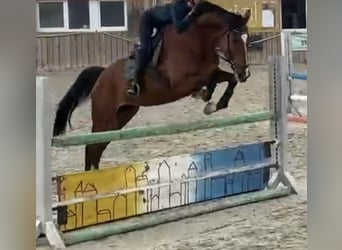 Holsteiner, Wallach, 11 Jahre, 175 cm, Brauner