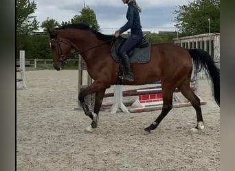 Holsteiner, Wallach, 11 Jahre, 175 cm, Brauner