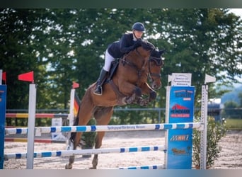 Holsteiner, Wallach, 11 Jahre, 176 cm, Brauner