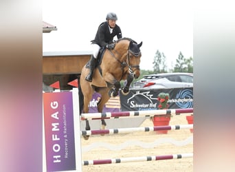 Holsteiner, Wallach, 11 Jahre, 176 cm, Brauner
