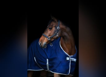 Holsteiner, Wallach, 11 Jahre, 179 cm, Dunkelbrauner
