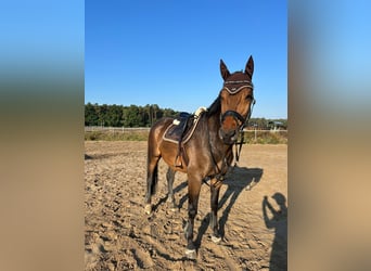 Holsteiner, Wallach, 11 Jahre, 180 cm, Brauner