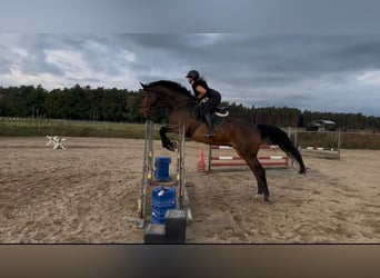 Holsteiner, Wallach, 11 Jahre, 180 cm, Brauner
