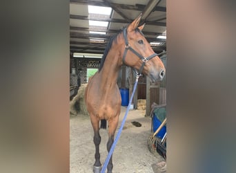 Holsteiner, Wallach, 11 Jahre, 180 cm, Brauner