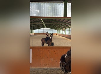 Holsteiner, Wallach, 11 Jahre, 183 cm, Dunkelbrauner