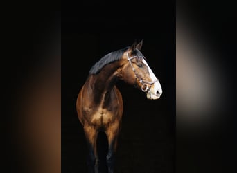 Holsteiner, Wallach, 11 Jahre, 183 cm, Dunkelbrauner