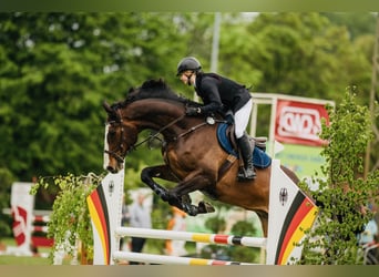 Holsteiner, Wallach, 11 Jahre, 183 cm, Dunkelbrauner