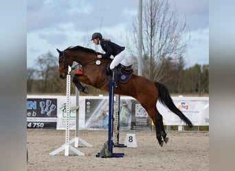 Holsteiner, Wallach, 12 Jahre, 164 cm, Brauner