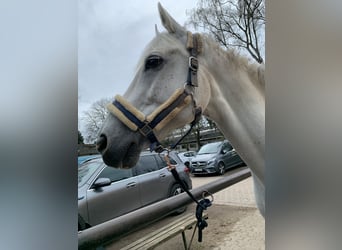 Holsteiner Mix, Wallach, 12 Jahre, 165 cm, Schimmel