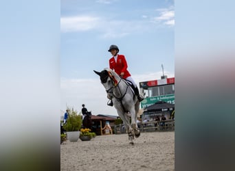 Holsteiner, Wallach, 12 Jahre, 165 cm, Schimmel Holsteiner, Wallach, 12 Jahre, 165 cm, Schimmel