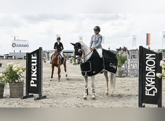 Holsteiner, Wallach, 12 Jahre, 165 cm, Schimmel Holsteiner, Wallach, 12 Jahre, 165 cm, Schimmel