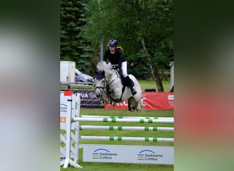 Holsteiner, Wallach, 12 Jahre, 165 cm, Schimmel