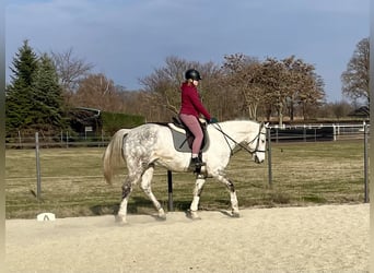 Holsteiner, Wallach, 12 Jahre, 168 cm, Apfelschimmel