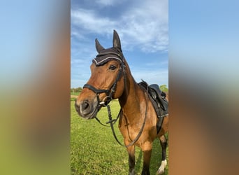 Holsteiner Mix, Wallach, 12 Jahre, 168 cm, Brauner
