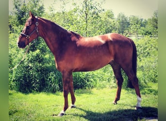 Holsteiner, Wallach, 12 Jahre, 168 cm, Dunkelfuchs