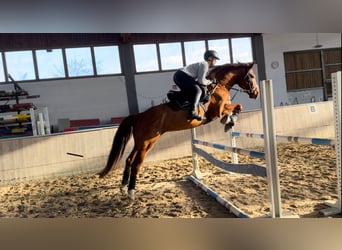 Holsteiner, Wallach, 12 Jahre, 168 cm, Fuchs