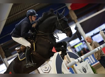Holsteiner, Wallach, 12 Jahre, 168 cm, Schwarzbrauner
