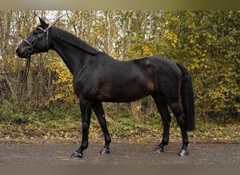 Holsteiner, Wallach, 12 Jahre, 168 cm, Schwarzbrauner