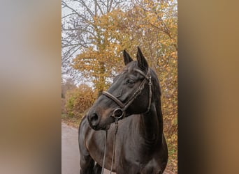 Holsteiner, Wallach, 12 Jahre, 168 cm, Schwarzbrauner