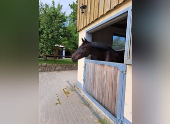 Holsteiner, Wallach, 12 Jahre, 168 cm, Schwarzbrauner