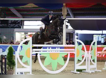 Holsteiner, Wallach, 12 Jahre, 168 cm, Schwarzbrauner