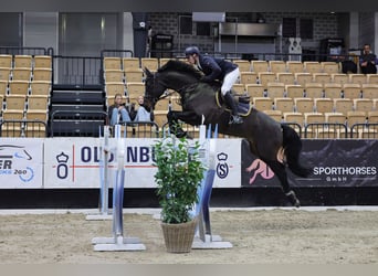 Holsteiner, Wallach, 12 Jahre, 168 cm, Schwarzbrauner