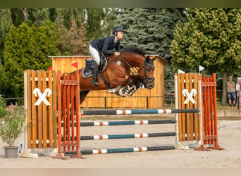 Holsteiner, Wallach, 12 Jahre, 170 cm, Brauner