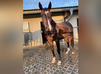 Holsteiner, Wallach, 12 Jahre, 170 cm, Dunkelbrauner