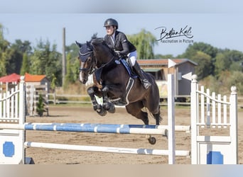 Holsteiner, Wallach, 12 Jahre, 170 cm, Dunkelbrauner