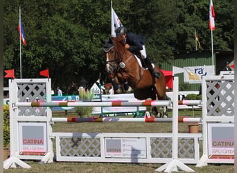 Holsteiner, Wallach, 12 Jahre, 170 cm, Fuchs