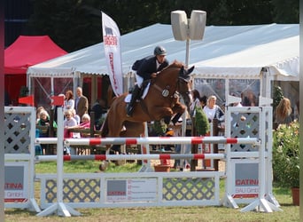 Holsteiner, Wallach, 12 Jahre, 170 cm, Fuchs