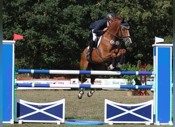 Holsteiner, Wallach, 12 Jahre, 170 cm, Fuchs