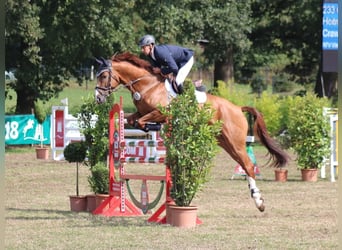 Holsteiner, Wallach, 12 Jahre, 170 cm, Fuchs