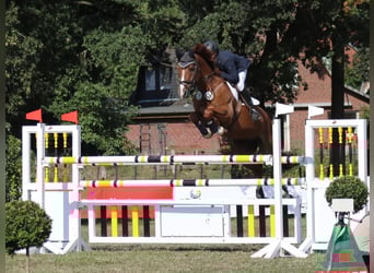 Holsteiner, Wallach, 12 Jahre, 170 cm, Fuchs