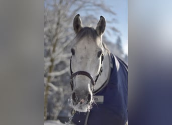 Holsteiner, Wallach, 12 Jahre, 170 cm, Schimmel