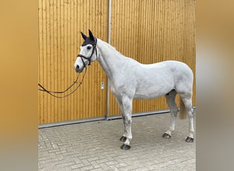 Holsteiner, Wallach, 12 Jahre, 170 cm, Schimmel