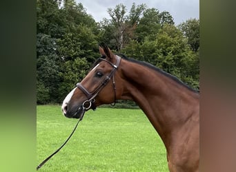 Holsteiner, Wallach, 12 Jahre, 172 cm, Brauner