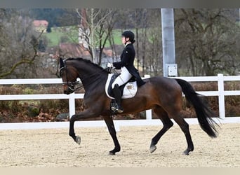 Holsteiner, Wallach, 12 Jahre, 172 cm, Dunkelbrauner