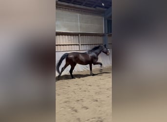 Holsteiner, Wallach, 12 Jahre, 174 cm, Brauner