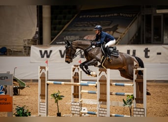 Holsteiner, Wallach, 12 Jahre, 174 cm, Dunkelbrauner