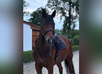 Holsteiner, Wallach, 12 Jahre, 175 cm, Brauner