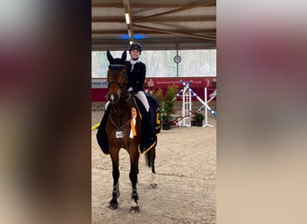 Holsteiner, Wallach, 12 Jahre, 175 cm, Brauner