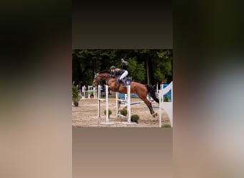 Holsteiner, Wallach, 12 Jahre, 175 cm, Brauner