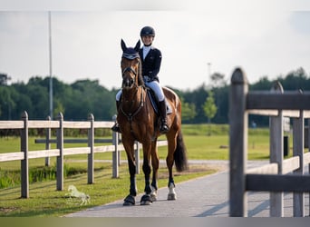 Holsteiner, Wallach, 12 Jahre, 175 cm, Brauner