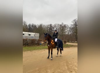 Holsteiner, Wallach, 12 Jahre, 175 cm, Brauner