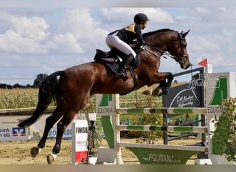 Holsteiner, Wallach, 12 Jahre, 175 cm, Brauner