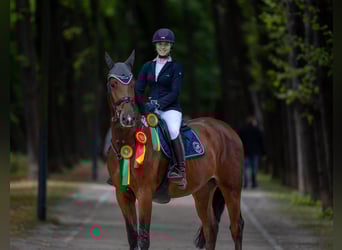 Holsteiner, Wallach, 12 Jahre, 175 cm, Brauner