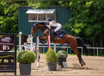 Holsteiner, Wallach, 12 Jahre, 175 cm, Brauner