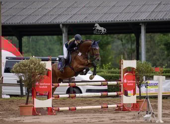 Holsteiner, Wallach, 12 Jahre, 175 cm, Brauner